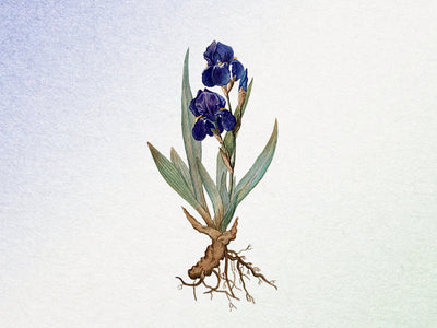 Grab Iris by the Root Pack - Bloom Sample Packs - Bloom Perfumery