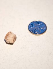 White Ambergris 0.36 g SOLD - Natural Ambergris عَنْبَر - Bloom Perfumery