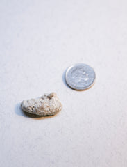 White Ambergris 0.77 g SOLD - Natural Ambergris عَنْبَر - Bloom Perfumery