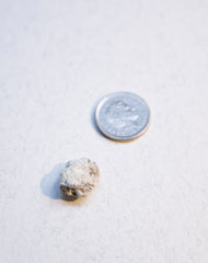 White Ambergris 0.41 g SOLD - Natural Ambergris عَنْبَر - Bloom Perfumery