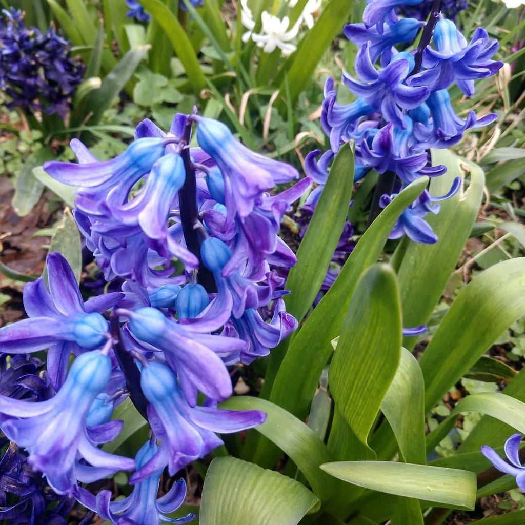 Spring's fragrant 'Hello