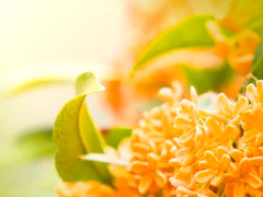 Awesome Osmanthus Pack - Bloom Sample Packs - Bloom Perfumery