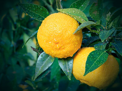 You Do Yuzu Pack - Bloom Sample Packs - Bloom Perfumery