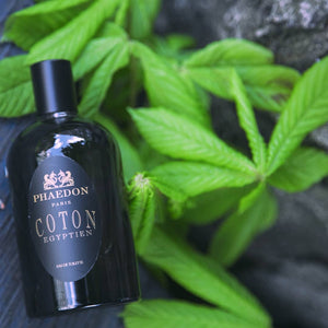 Coton Egyptien - Phaedon Paris - Bloom Perfumery