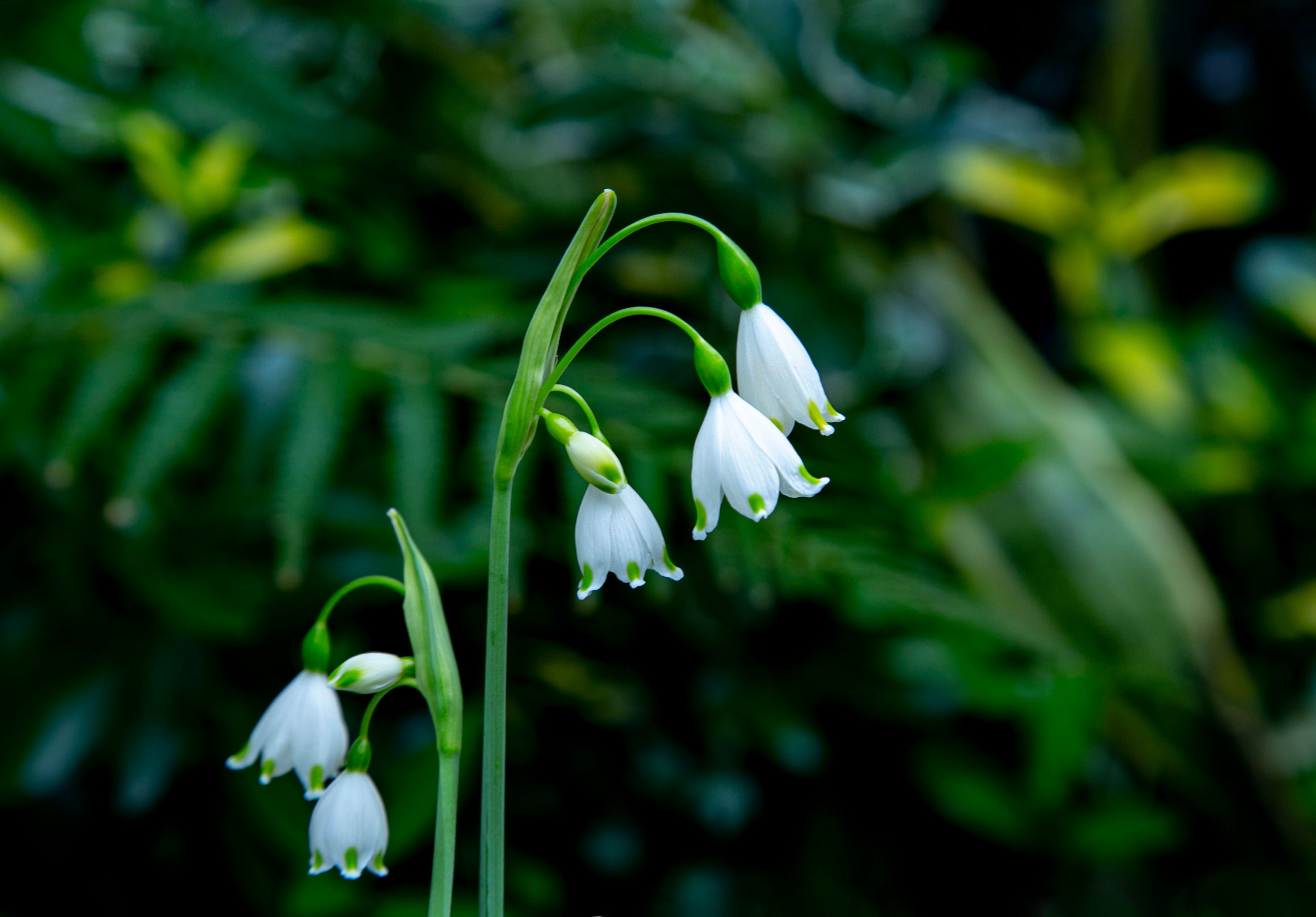 Capricious lily-of-the-valley Pack Bloom Sample Packs Bloom